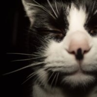 A smiling black and white cat